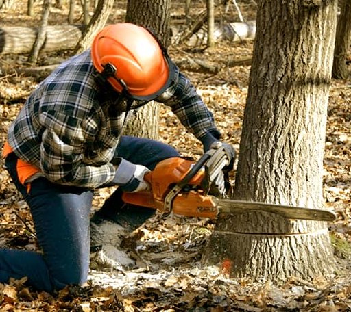 Tree Removal in Bushnell, NE